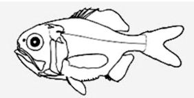 Trachichthyidae _claves